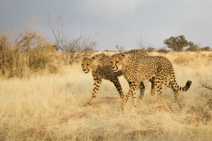 Gepard africký